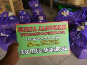 Telur Jangkrik Murah Kualitas Unggul