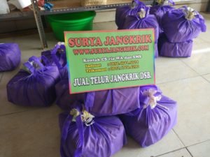 Telur Jangkrik Murah Kualitas Unggul