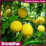 Bibit Jeruk Lemon Kualitas Super