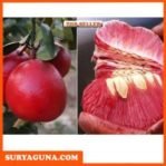 Bibit Jeruk Red Pamelo