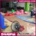 Diskon Telur Jangkrik Alam Berkualitas Super Kemasan 100 gram