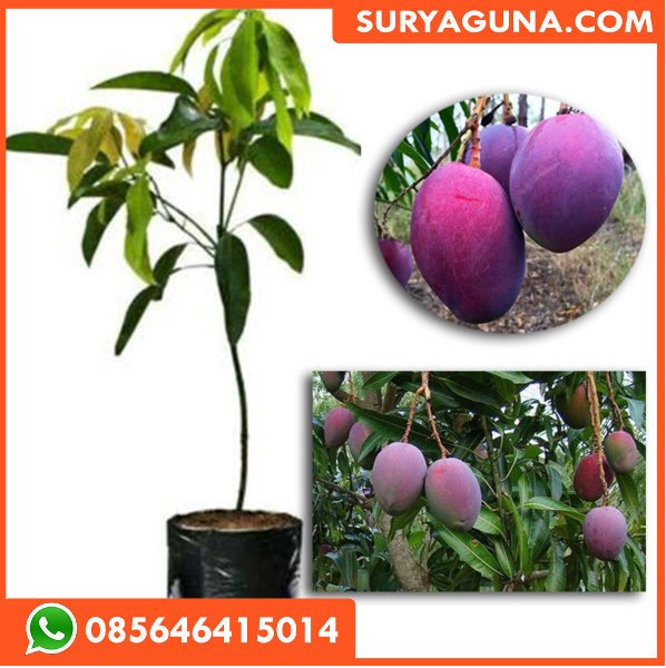 Bibit Mangga Irwin SURYAGUNA 085646415014