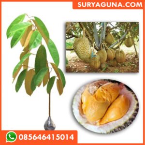 Bibit Durian Duri Hitam SURYAGUNA 085646415014