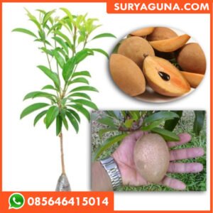 Bibit Sawo Jumbo SURYAGUNA 085646415014