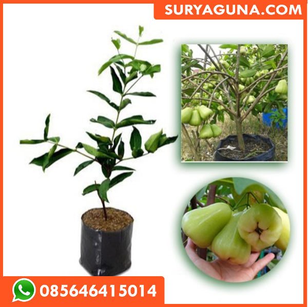 Bibit Jambu Madu Deli Hijau