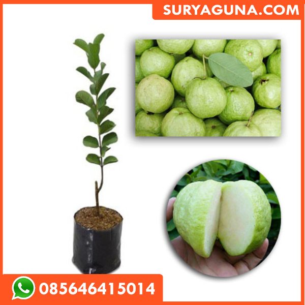 Bibit Jambu Kristal SURYAGUNA 085646415014