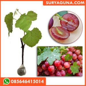 Bibit Anggur Merah SURYAGUNA 085646415014