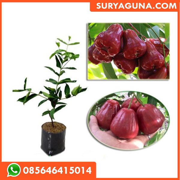 Bibit Jambu Cincalo SURYAGUNA 085646415014