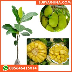 Bibit Nangka Hibrida Suryaguna 085646415014
