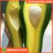 Jual Entres Alpukat Aligator