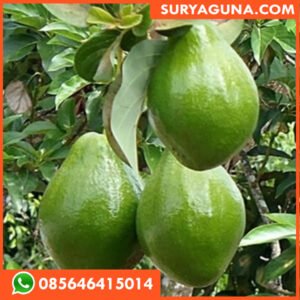 Bibit Alpukat SURYAGUNA 085646415014