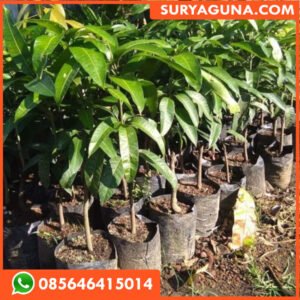 Bibit Mangga Mahatir SURYAGUNA 085646415014