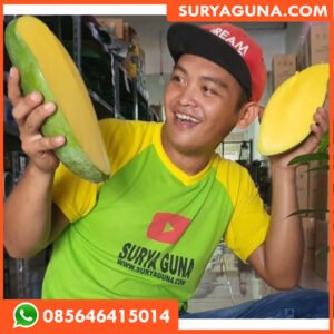 Bibit Mangga Mahatir SURYAGUNA 085646415014