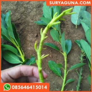 Entres Alpukat SURYAGUNA 085646415014