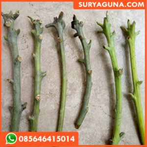 Entres Mangga SURYAGUNA 085646415014