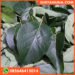 Jual Daun Alpukat untuk Teh Herbal